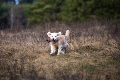 8691cd98efeee4954c17a6648242939b_246