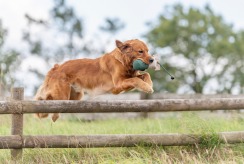 872d0744503760812c52fe5949d01604_244