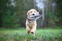 872d7f426ba684204b1029442da46043_245