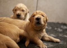 872f24a07b274770a2cd01a1bf2c501f_237