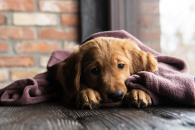 873005f528ebf028c54e7c1c42c3caec_195x130_fill