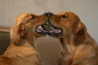 87b49f0c04bf12617ad0477566ef8f0b_195