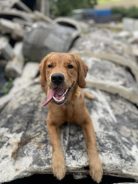 87d6e1400b8c545206c14a7331827594_138x184_fill