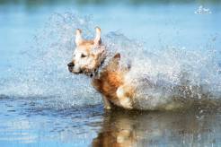 87eb3c8fdd9935676573a00695c7779f_246