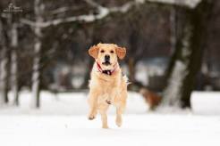 87ff4d14e9678888a39dda2d839d3337_246