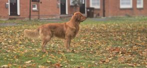 884b3f3a81a9d0016ee7699f62a3eeae_294