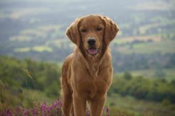 886b3ad374506a3f0b32db5f2fe65aac_246x164_fill