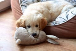 887075cfff8b6f168b3803f5269b412a_246x164_fill