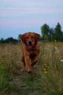 8873954b3cad40700a65a0ad3b532bce_130x194