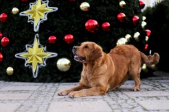 88995033a24fda8b9167afc5915ceb7c_246