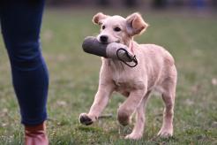 8910d98bc3a7943f536d7aaf683b93a1_246