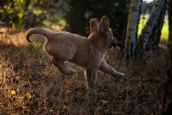 896bceafb72c6d0bd1bdd3a98ef18ff0_245