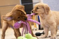 89dc8475e0c40d194ca8914476310cff_195x130_fill