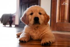 8a046d60a911806d449c751af87ce990_244