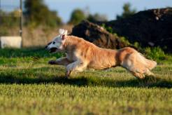 8a6abe04ea387c1bc590c406ab3c3e67_246x164_fill