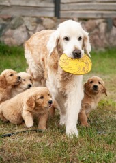 8a7cf6eae90b2cb4ee533250eb599274_170x237