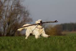 8a8c8417cf93ed0eef11c870a22231c4_245