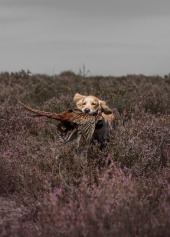 8a98b0793a63cd1b2e29862c1751a080_170x237