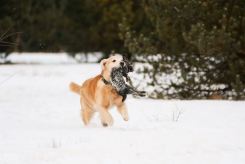 8a9cf261af714e85c3559a71423c5bd8_245