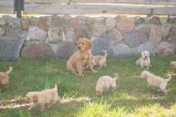 8ab2c02848acfebf14a501b5e27e4c60_195x130_fill