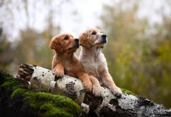 8b024d243aebada3054560c57af7064d_242