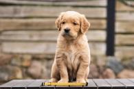 8b2eb52bc38055eac2ac7c146743fb1f_195x130_fill