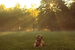 8b4031acbc39774931d1a09021e45fa4_246