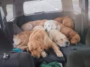 8b4bfe124c3871d0d983007eef48c04c_184x138_fill