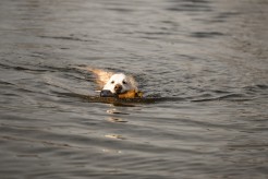 8bcae3f6b0eafad816f872d9d642111d_246