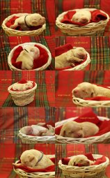 8c3cbca58fe09f5f6c132240df202c83_158x255