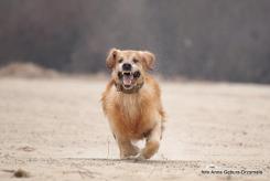 8c957fc4cc96f516033a379d5d9504bb_245