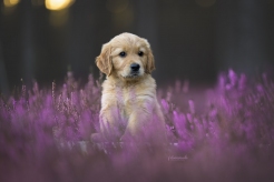 8cbc8e92b7b5835abf7463980ee3ea9b_246