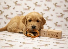 8cd91d067df51a9ce45f4cdac20ff40c_237