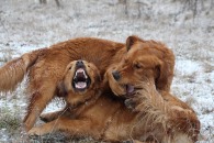 8d0dc65030212f4802c42f44f6b2c6f7_195