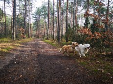 8d5209a070a6eecc299417ee88c9ac58_232x174_fill