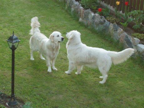 8d699d18afb921cf885e717c6fba765d_461