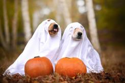 8d6b786cacfc44c2fa69d13fa0ea6866_245