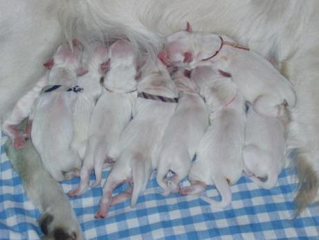 8d9cbfa2bd945e5d9ab20843faf2a537_461