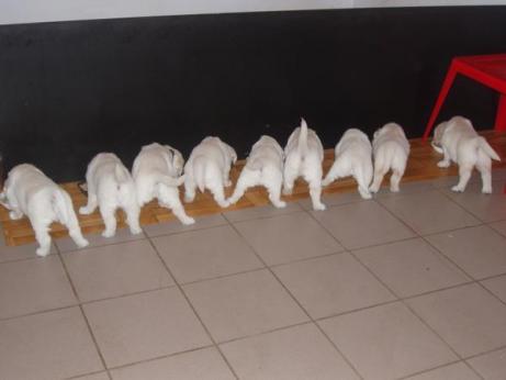 8dbef8a9a605fe380bfc990a9ba37498_461