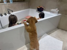 8dcd249037984954e96a328851eb7da9_232x174_fill