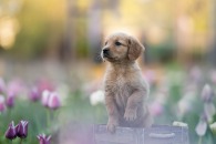 8ddf96f7066a0b392e8b9497915d4f83_195