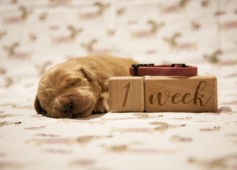 8dfb8cc40b39f0b609740514602c8c90_237