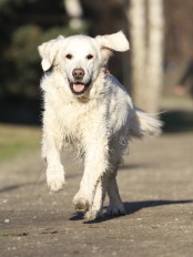 8e103b741c2191ee304bff04842c1111_174x232_fill