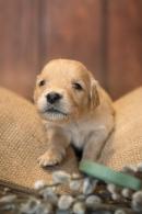 8e1d5de94a551d6b43547003e7bd88da_130x195_fill