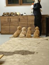 8e883fac6c7e258d1c5ab203d3723647_174x231