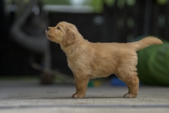 8ea02fa7dd003a4b7bfd6e87d70cedec_246