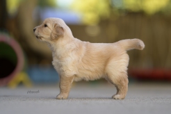 8ea27fe14237bbd448230449bbe08c40_246