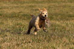 8ea79c0b6bf68434c015b51d66fb2147_245