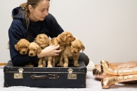 8ebd2c246ed67b3d614240937fbcac9f_195x130_fill