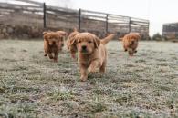 8ebeebbfd06e4347c50b745330e70589_195x130_fill